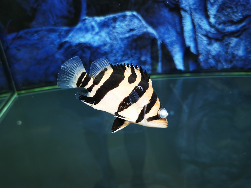 虎魚眼睛怎么了？