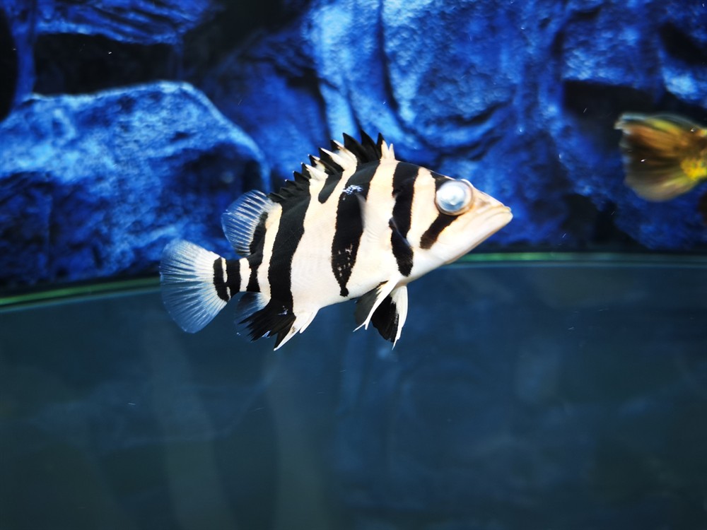 虎魚眼睛怎么了？