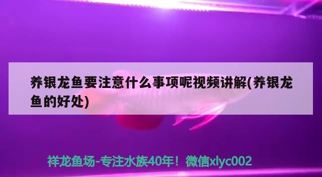 養(yǎng)銀龍魚要注意什么事項呢視頻講解(養(yǎng)銀龍魚的好處)