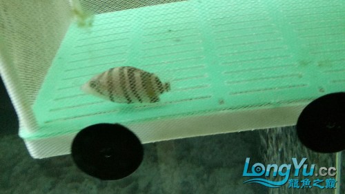 虎魚會被嚇死嗎？？
