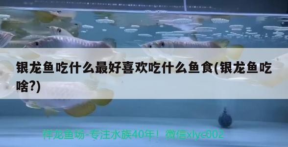銀龍魚吃什么最好喜歡吃什么魚食(銀龍魚吃啥?) 銀龍魚吃什么最好喜歡吃什么魚食(銀龍魚吃啥?) 銀龍魚百科