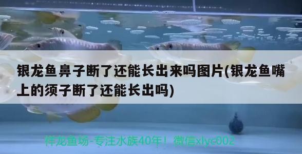 銀龍魚鼻子斷了還能長出來嗎圖片(銀龍魚嘴上的須子斷了還能長出嗎) 銀龍魚鼻子斷了還能長出來嗎圖片(銀龍魚嘴上的須子斷了還能長出嗎) 銀龍魚百科