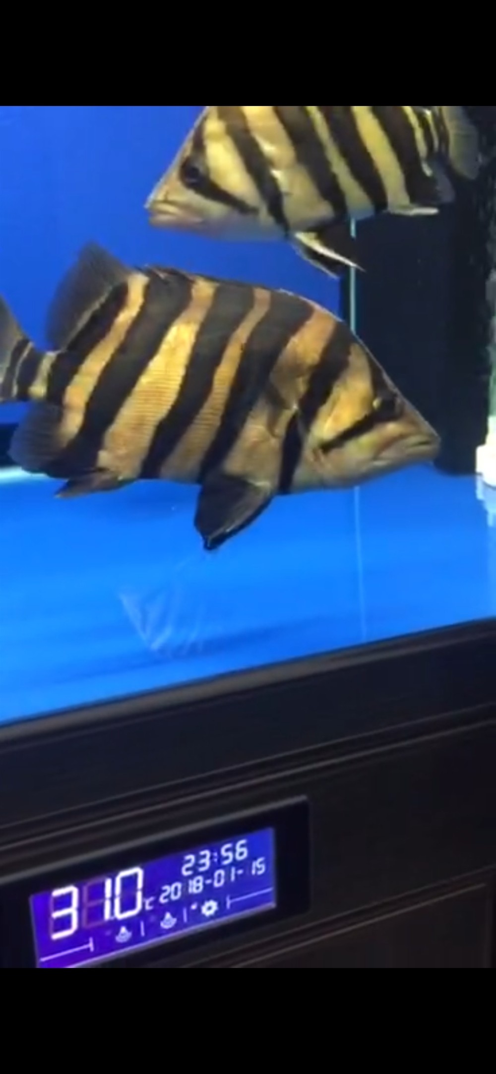 求專家解疑虎魚純黑缸里假蒙眼 求專家解疑虎魚純黑缸里假蒙眼 虎魚百科 第1張