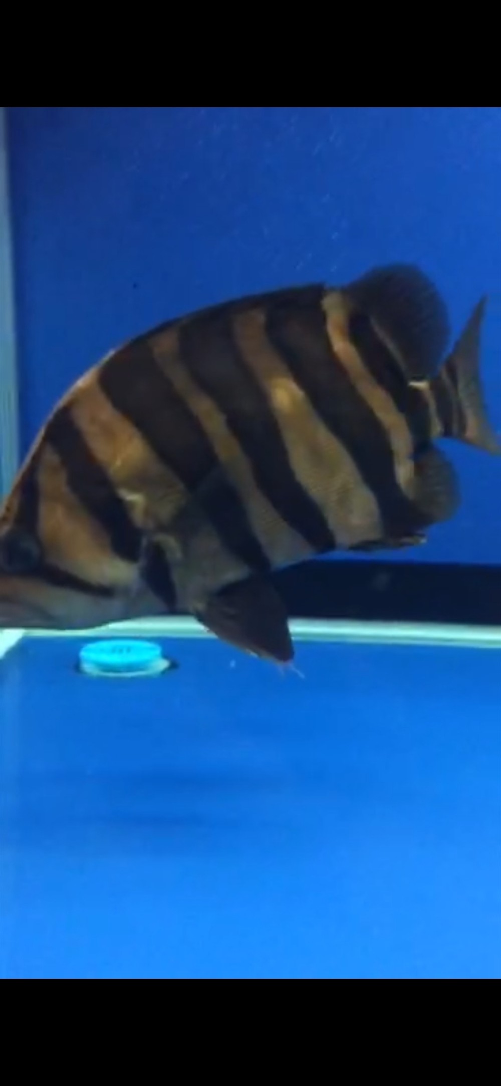 求專家解疑虎魚純黑缸里假蒙眼 求專家解疑虎魚純黑缸里假蒙眼 虎魚百科 第2張