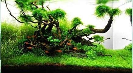 超白魚缸去哪買好：購買超白魚缸的注意事項