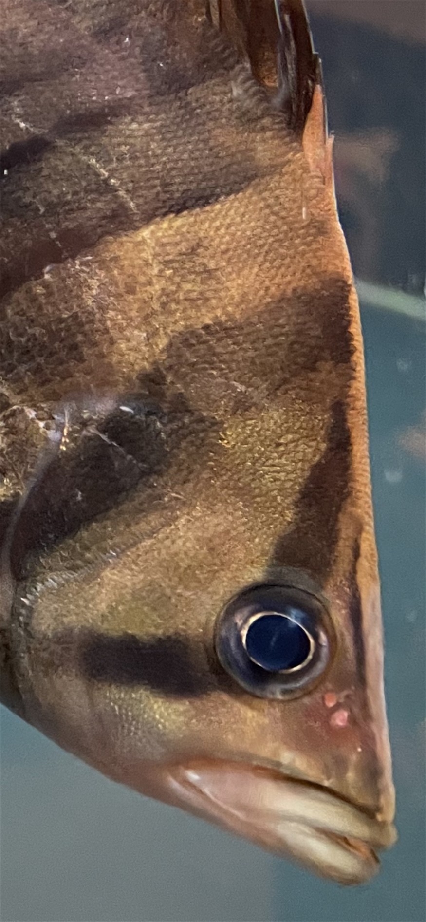 請教各位虎魚朋友這是蒙眼嗎？