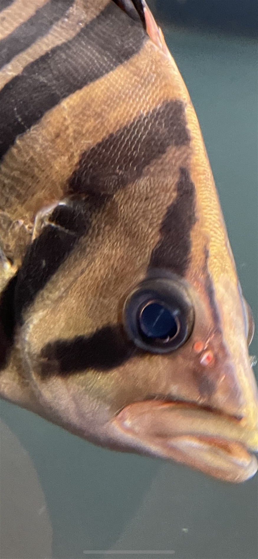 請教各位虎魚朋友這是蒙眼嗎？
