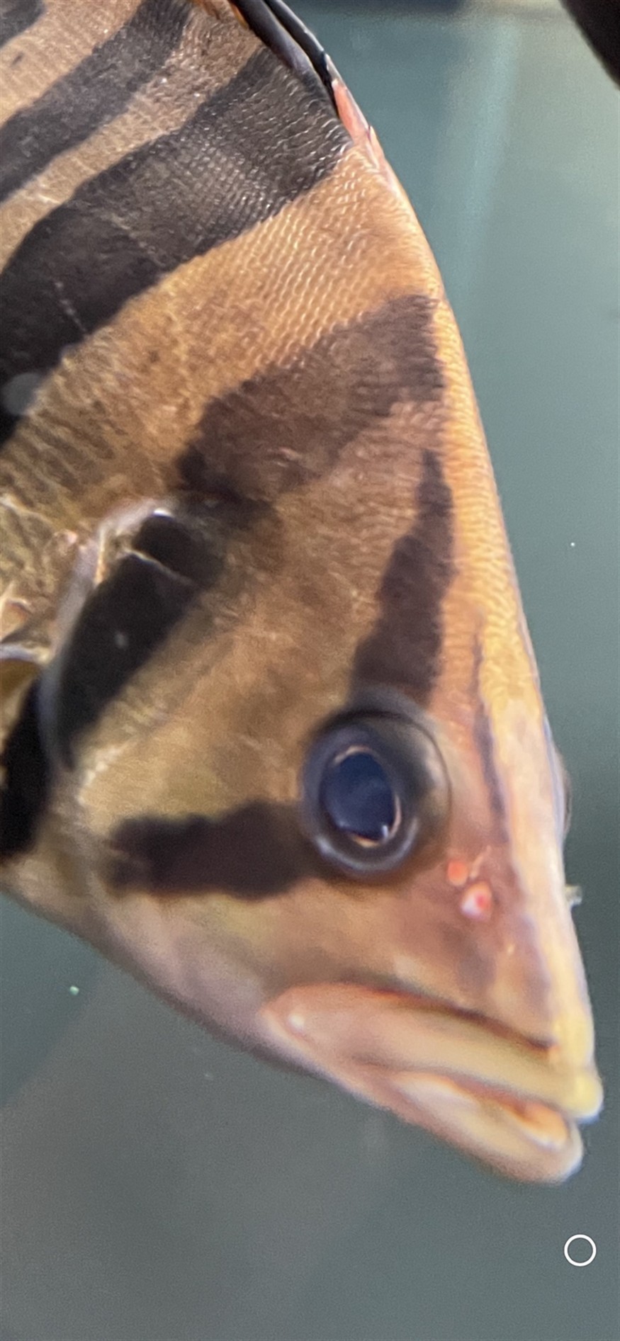 請教各位虎魚朋友這是蒙眼嗎？