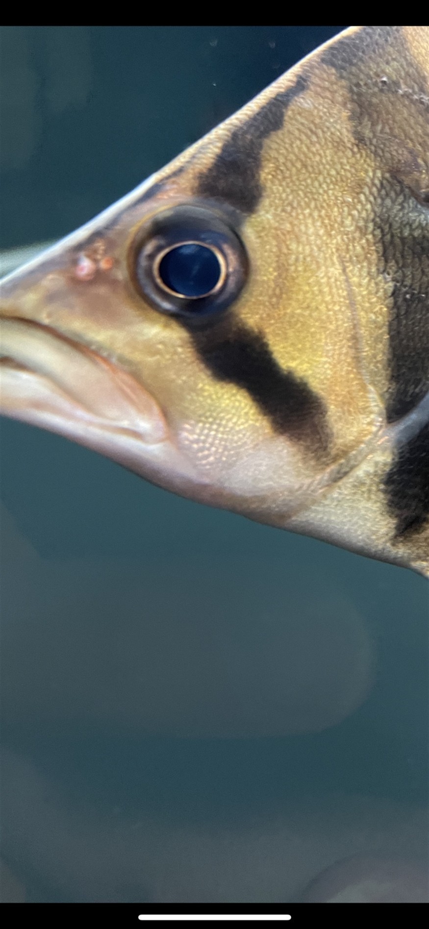 請教各位虎魚朋友這是蒙眼嗎？