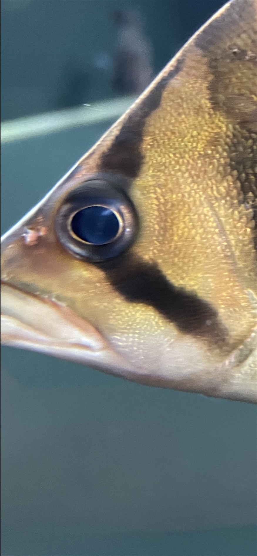 請教各位虎魚朋友這是蒙眼嗎？