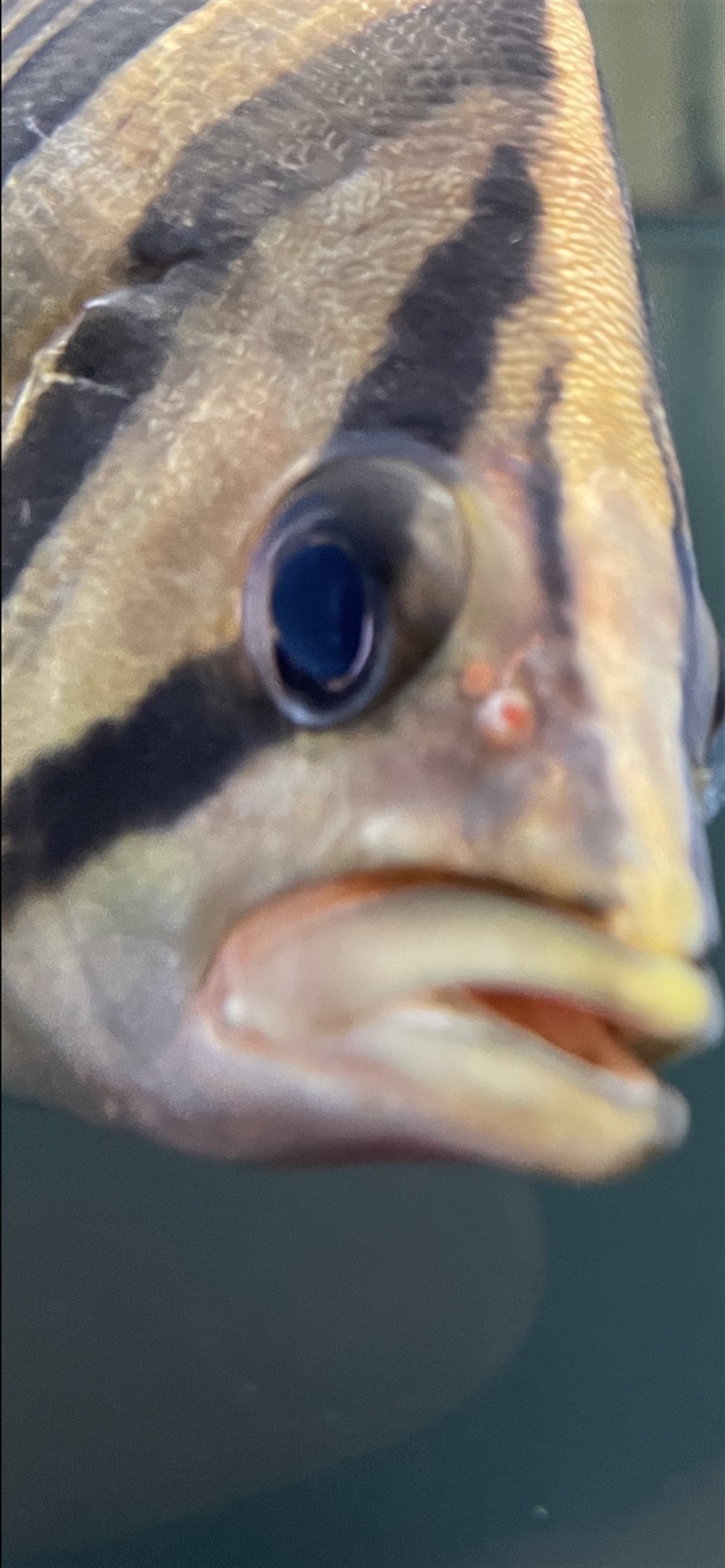 請教各位虎魚朋友這是蒙眼嗎？