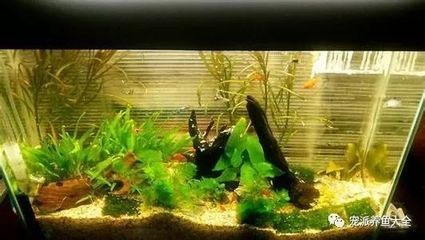 曲靖市麒麟?yún)^(qū)好多魚水族：曲靖多魚鮮魚店