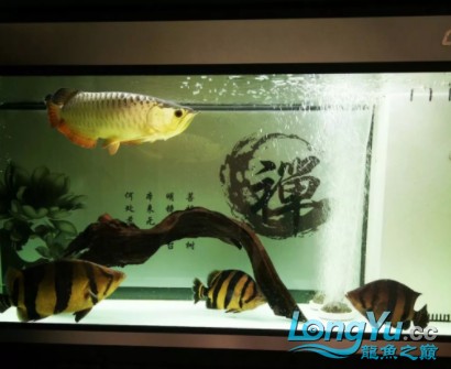 干貨丨我對虎魚的飼養(yǎng)經驗及個人見解
