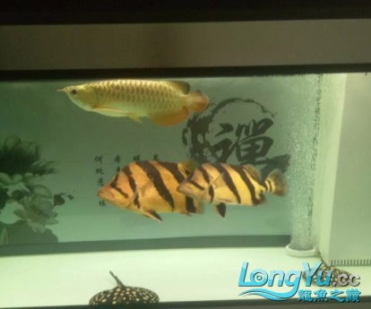 干貨丨我對虎魚的飼養(yǎng)經驗及個人見解