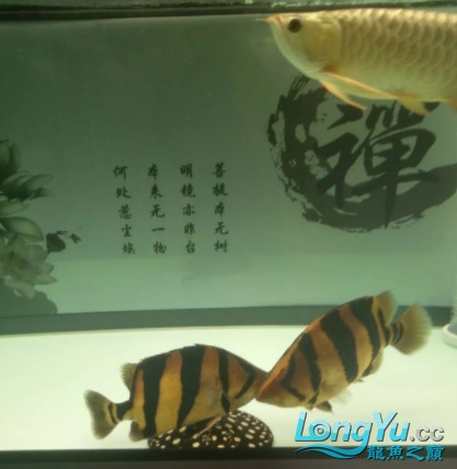 干貨丨我對虎魚的飼養(yǎng)經驗及個人見解