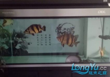 干貨丨我對虎魚的飼養(yǎng)經(jīng)驗(yàn)及個(gè)人見解