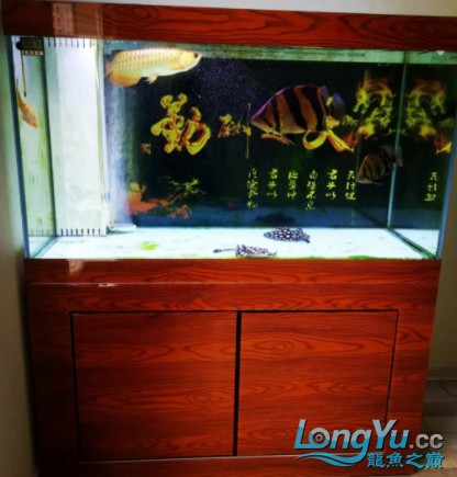 干貨丨我對虎魚的飼養(yǎng)經(jīng)驗(yàn)及個(gè)人見解