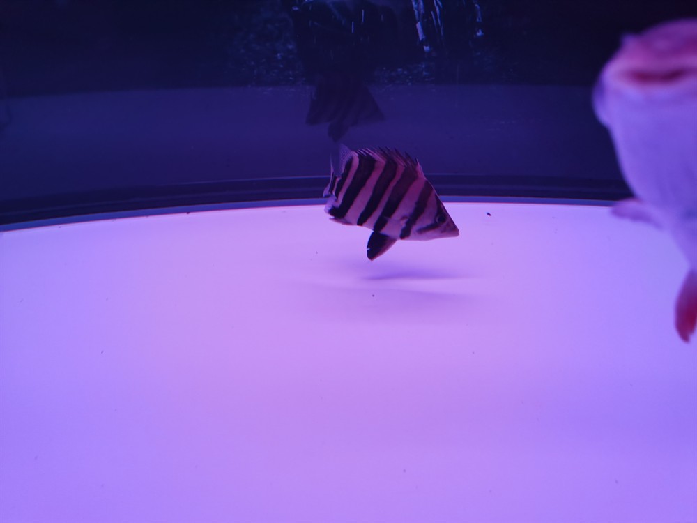 我家虎魚只吃飼料