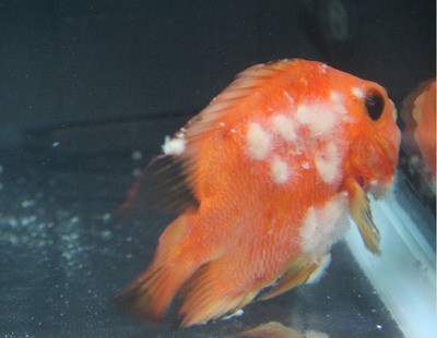 銀龍魚的飼養方法和配料表圖片(銀龍魚飼養技術)