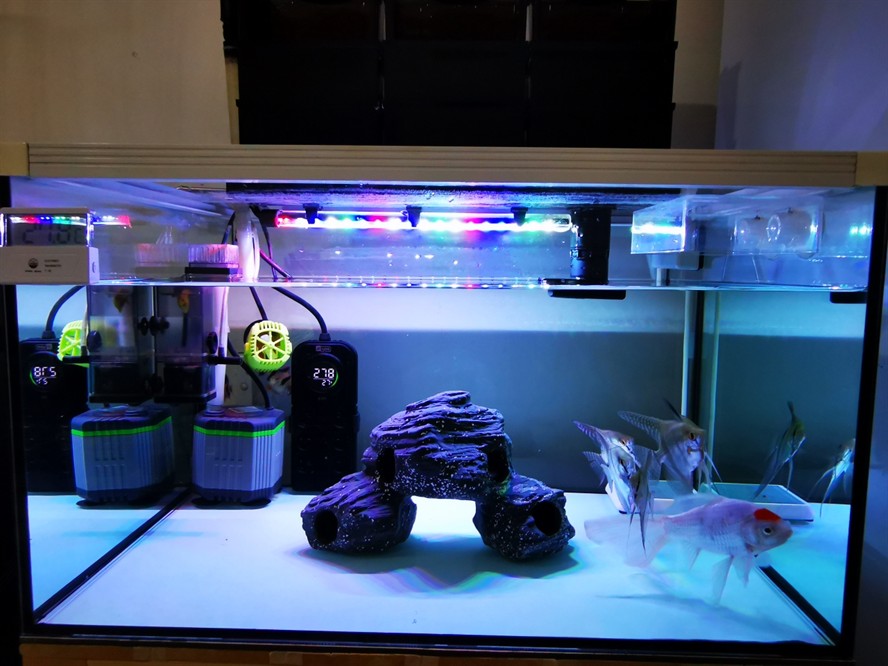 魚缸勤維護魚只猛如虎
