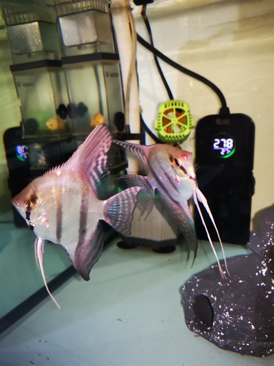 魚缸勤維護魚只猛如虎