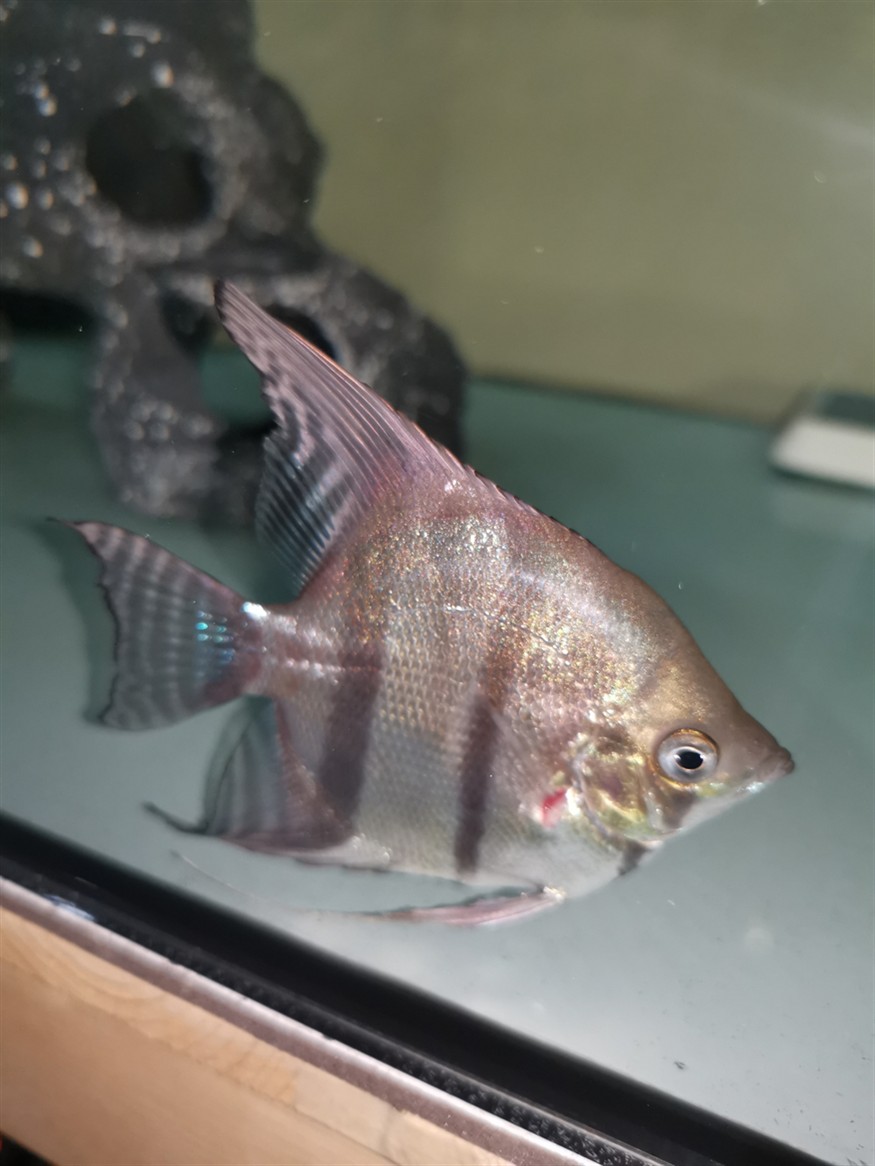 魚缸勤維護魚只猛如虎