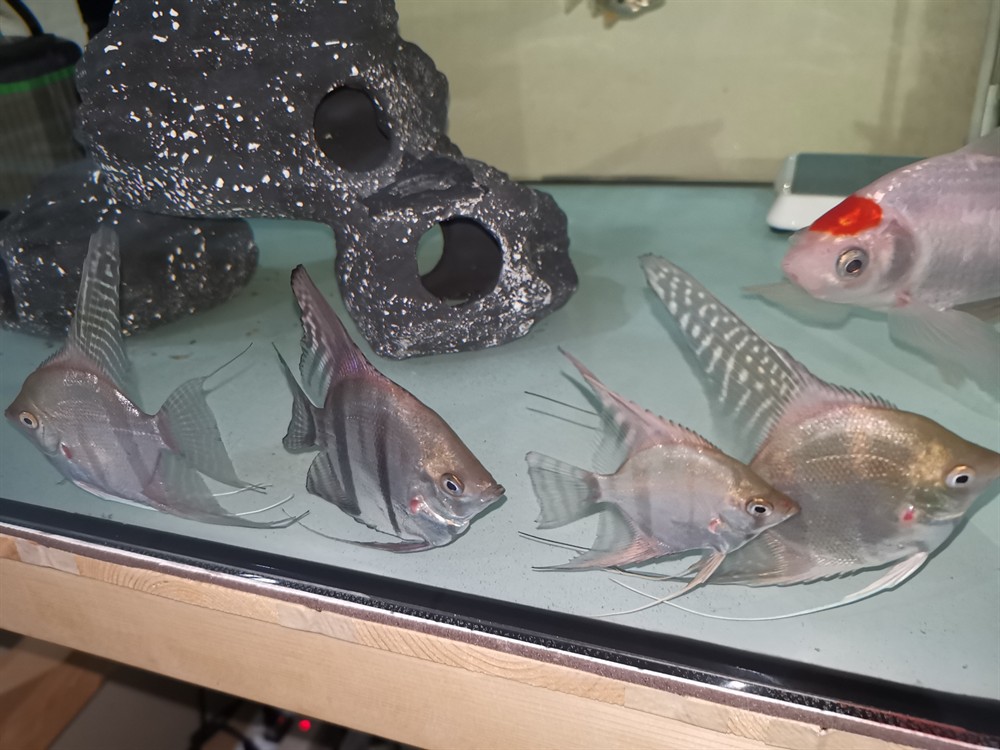魚缸勤維護魚只猛如虎