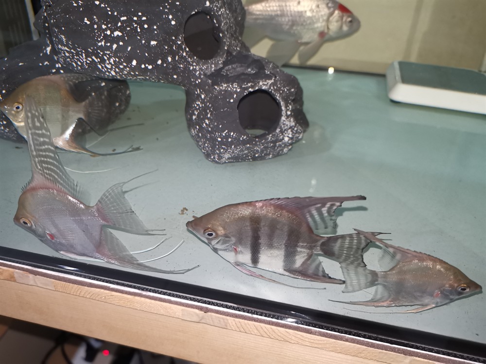 魚缸勤維護魚只猛如虎