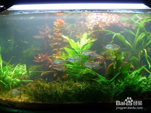 高密市翩翩水族館（高密市翩翩水族館電話）