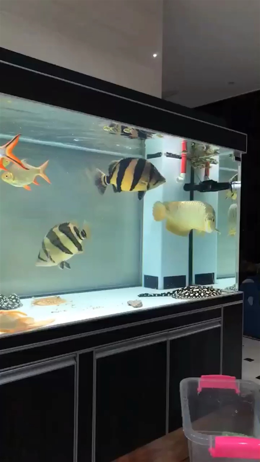 虎魚看不上小魚 虎魚看不上小魚 虎魚百科