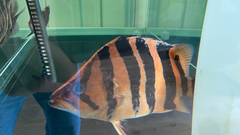 虎魚這樣算毛病嗎？