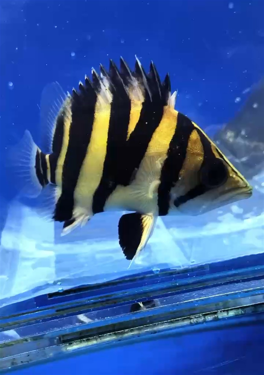 這樣虎魚紋路真奇怪哦