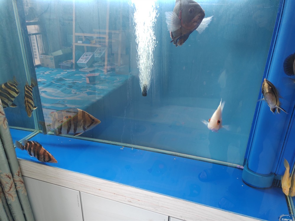 巴沙魚能喂龍虎魟嗎？ 巴沙魚能喂龍虎魟嗎？ 虎魚百科 第2張