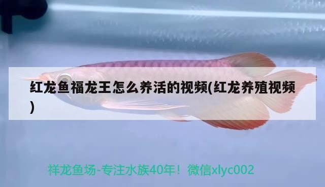 五虎上將龍魚龍巔