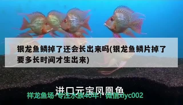 銀龍魚鱗掉了還會長出來嗎(銀龍魚鱗片掉了要多長時間才生出來)