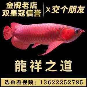 養龍魚單數還是雙數魟魚算不算魚