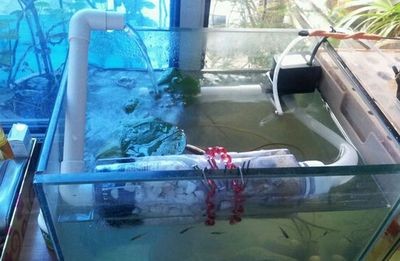 魚缸造景的歷史演變：風(fēng)景魚缸制作的歷史演變追蹤魚缸造景步驟和注意事項(xiàng)