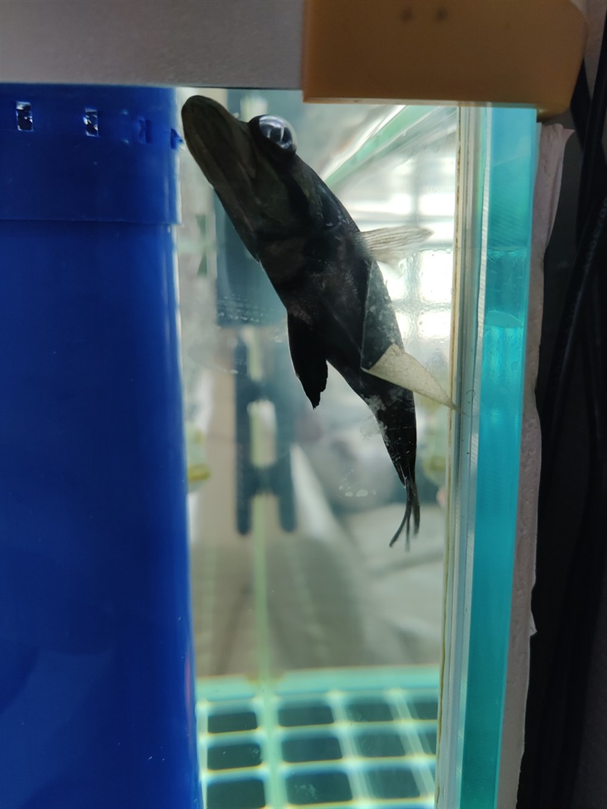 求高手虎魚這是啥病？