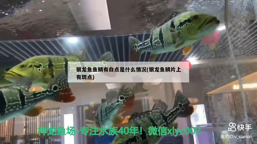 銀龍魚魚鱗有白點(diǎn)是什么情況(銀龍魚鱗片上有斑點(diǎn)) 銀龍魚魚鱗有白點(diǎn)是什么情況(銀龍魚鱗片上有斑點(diǎn)) 銀龍魚百科