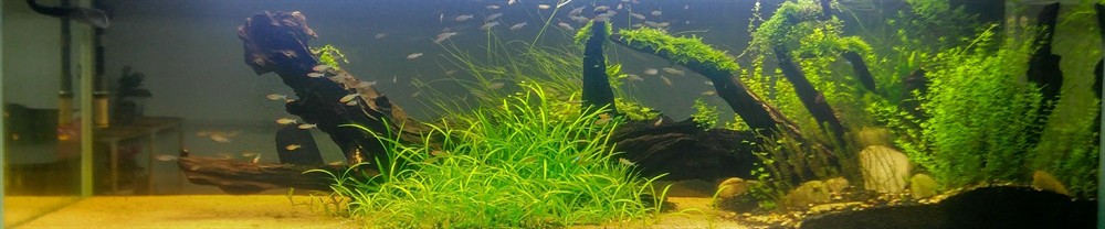 紅鼻剪刀有規律的死亡 紅鼻剪刀有規律的死亡 銀龍魚百科 第2張