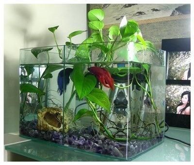 玻璃魚缸種什么花好看：玻璃魚缸不僅可以養魚，還可以成為一種獨特的花卉裝飾 玻璃魚缸種什么花好看：玻璃魚缸不僅可以養魚，還可以成為一種獨特的花卉裝飾 魚缸百科 第1張