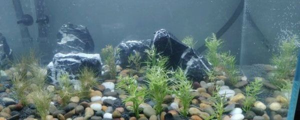 玻璃魚缸種什么花好看：玻璃魚缸不僅可以養魚，還可以成為一種獨特的花卉裝飾 玻璃魚缸種什么花好看：玻璃魚缸不僅可以養魚，還可以成為一種獨特的花卉裝飾 魚缸百科 第4張