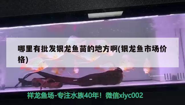 哪里有批發(fā)銀龍魚苗的地方啊(銀龍魚市場價格) 哪里有批發(fā)銀龍魚苗的地方啊(銀龍魚市場價格) 銀龍魚百科