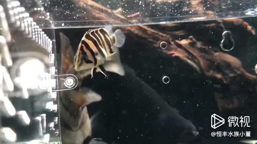 欣賞一下絕版虎魚