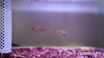 魚缸過濾系統的選擇，過濾系統養魚缸里的水質養好魚缸里的水生植物真的能凈化水質嗎 魚缸過濾系統的選擇，過濾系統養魚缸里的水質養好魚缸里的水生植物真的能凈化水質嗎 觀賞魚百科 第2張