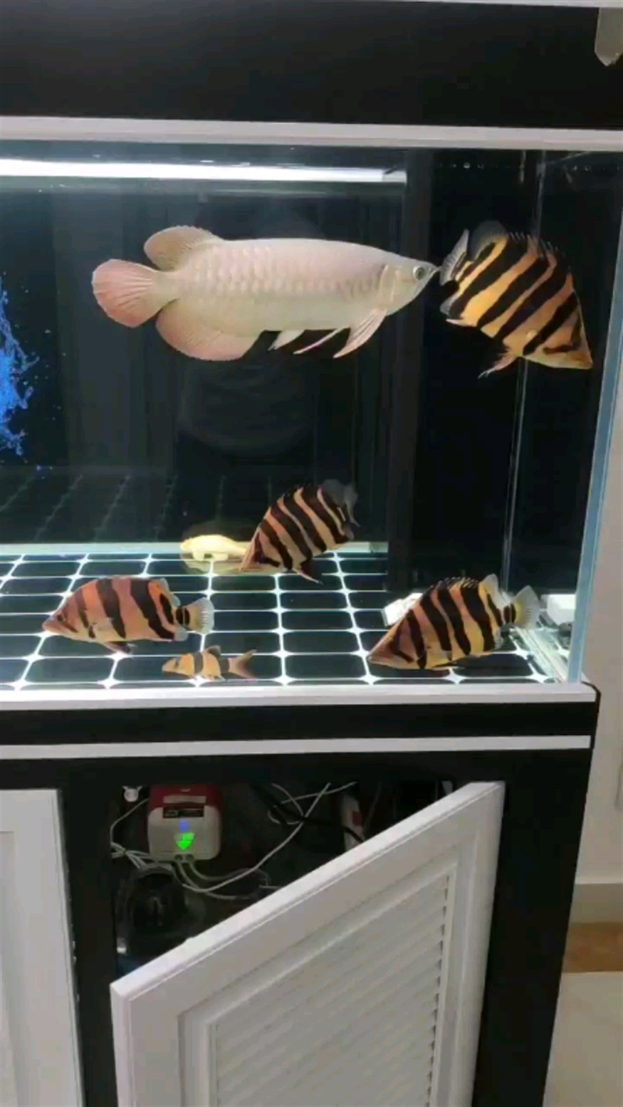 剛?cè)胧值娜龡l虎魚17