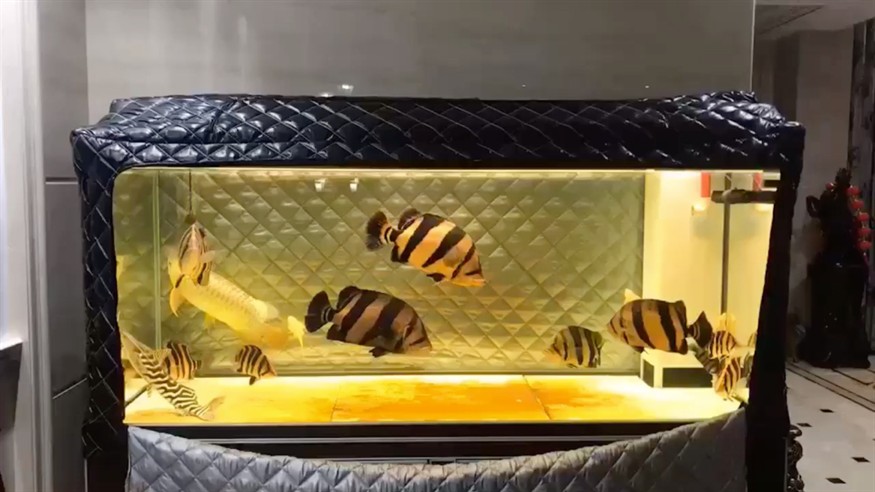 發燒了不忘拍下魚一群大傻虎