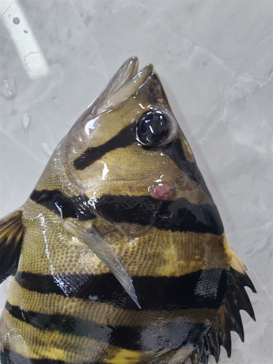 虎魚得病了 我是新手