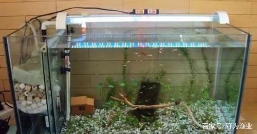 魚缸過濾系統的選擇：自制魚缸過濾系統的選擇