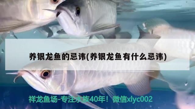養銀龍魚的忌諱(養銀龍魚有什么忌諱)